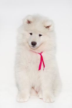 samoyed