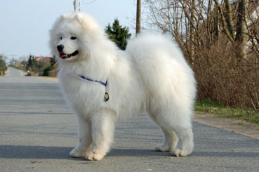 samoyede