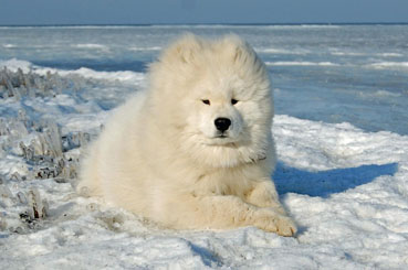 samoyed