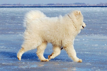 samojed