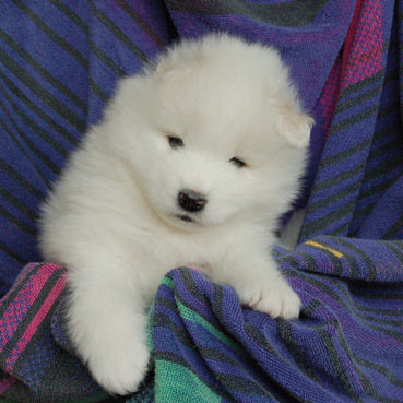 welpe samoyed