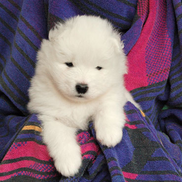 samoyed