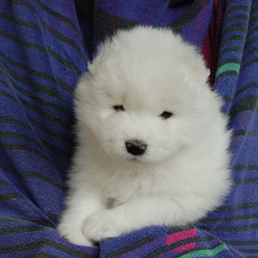 samoyed puppy