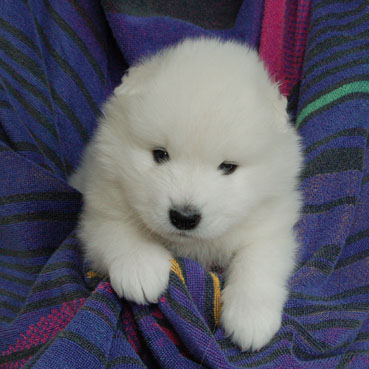 samoyed